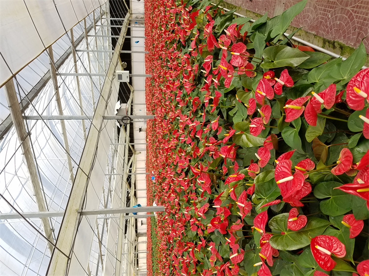 福建泉州陳總基地