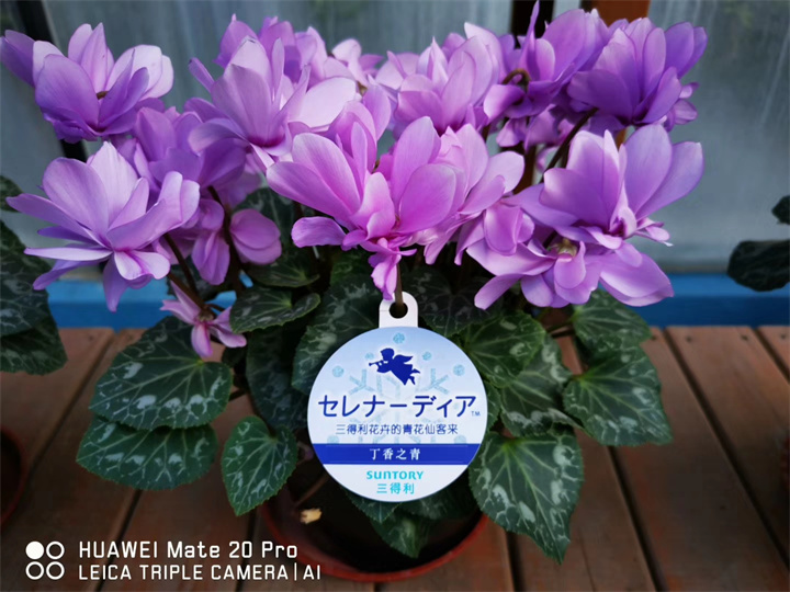 四川成都康誠(chéng)花卉