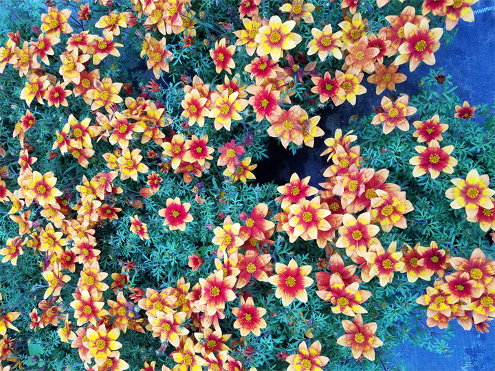 江蘇常州美之源花卉基地